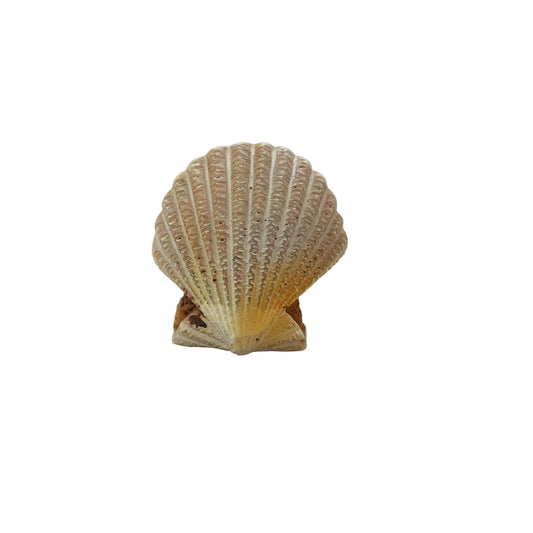 Shell Miniature Fairy Garden Accessory – Resin Decoration for Fairy Gardens & Miniature Displays