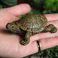 Fairy Garden Accessories Turtle