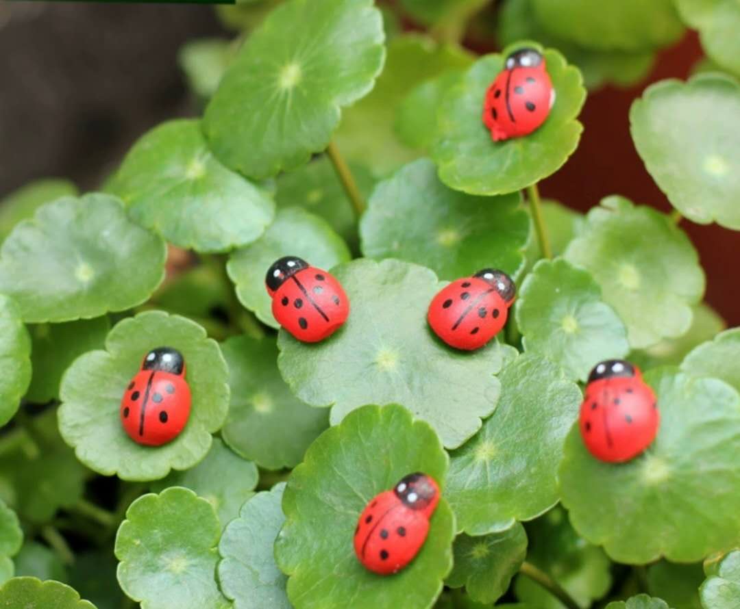 Ladybug Fairy Garden Accessories