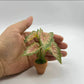 Fairy Garden Accessories Plant