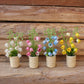 Fairy Garden Accessories plant flower