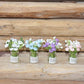 Fairy Garden Accessories plant flower