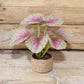 Fairy Garden Accessories plant flower