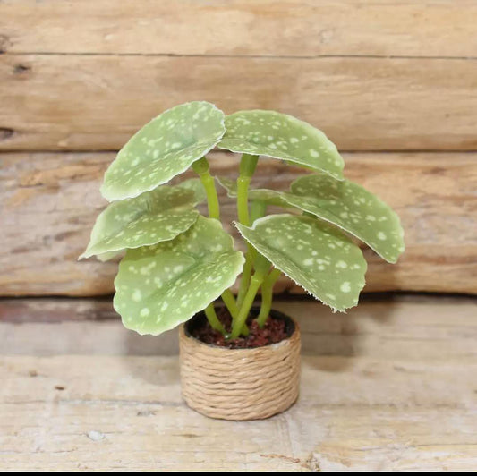 Fairy Garden Accessories plant flower