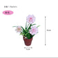 Fairy Garden Accessories plant flower