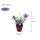 Fairy Garden Accessories plant flower