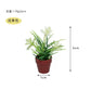 Fairy Garden Accessories plant flower
