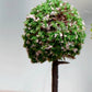 Fairy Garden Trees Fairy Garden Accessories